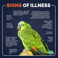 askbirdbloggers: avian-awareness: Thank you to... - Eternal Birb Love | eternalbirblove