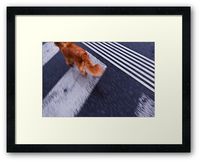 #photography #photo #art #print #artprint #streetphotography #streetphoto #color #colour #colorphoto #dogs #pets #doggie #street #frame #framedprint #findyourthing #photographs #artforsale #wallart #prague #czechia #czechrepublic #animals #run #crossing #zebra #fast #reddog #gingerdog