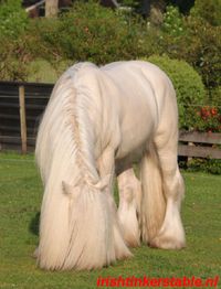 stallion