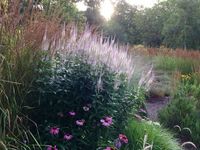 Veronicastrum Virginicum Pink Glow - Flowering Perennial Plants