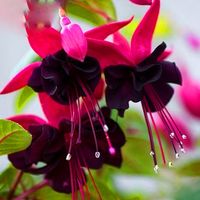 Big-Sale-Purple-Double-Petals-Fuchsia-bonsai-Potte