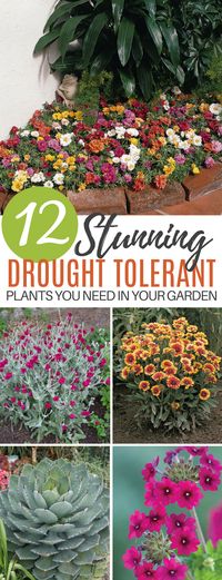 12 Drought Tolerant Flowers and Plants That'll Add Color to Your Garden