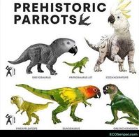 prehistoric parrots - ECOSenpai