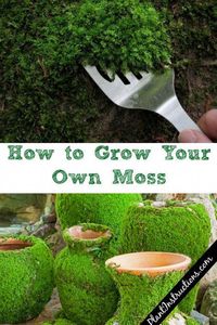 Grow Your Own Moss #howtogrowmoss #growyourownmoss #gardening #diygardening #gardendesign