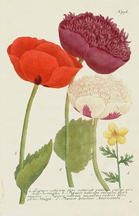 Johann Weinmann Peony, Poppy & Rose Prints 1739. Antique botanical illustration.