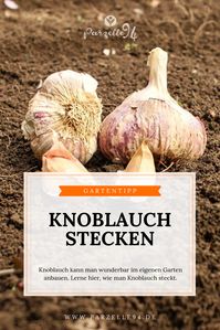 Knoblauch pflanzen ist ganz einfach. Du kannst dieses supergesunde Gemüse einfach im eigenen Garten anbauen!