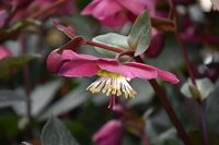 Helleborus 'Anna's Red' (Hellebore)