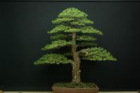 CHOKKAN - 3