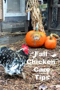 Fall Chicken Care Tips For a Healthy Flock - Timber Creek Farm