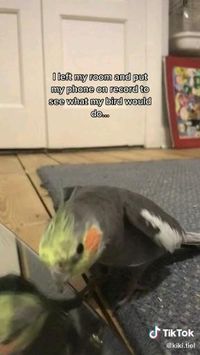 Parrot videos😅Follow @ecosenpai❗funny birds videos talking | talking birds videos parrots funny | talking birds videos animals | alking birds videos funny hilarious | flying birds video | cute bird videos | beautiful birds videos rare | beautiful birds videos colorful | singing birds video | dancing birds videos | love birds videos | birds photography | birds photography black and white | birds photography flying nature | birds art#bird#birds#parrot#birdsvideos#birdfunnyvideos