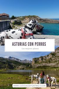 Los mejores planes para disfrutar de Asturias con tu perro 🐾 #viajar #travel #perros #dog #asturias #españa #spain