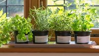 The Right Way To Store Fresh And Dried Herbs: Expert Tips - NDTV Food