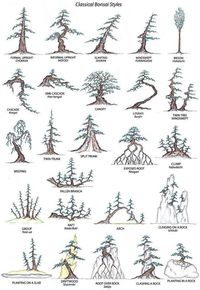 Bonsai Styles...going strong after 5 months/ my bonsai record/ great illustrations
