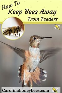 Keep bees away from hummingbird feeders. Bees and hummingbirds both love sweet nectar. Here are some steps to help you avoid bee and bird conflicts. #hummingbird #beekeeping #bees