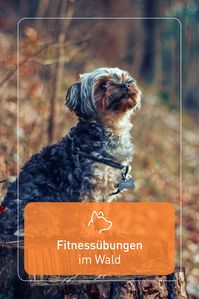 Vieles auf dem Spaziergang ist für sportliche Übungen geeignet: Lasse deinen Hund z.B. Bäume umrunden, über umgekippte Stämme balancieren, unten durchkriechen oder oben drüber springen.
