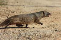 Photograph Egyptian Mongoose II by Eran Gissis on 500px