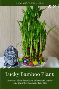 Know best place to keep lucky Bamboo Plant according feng shui