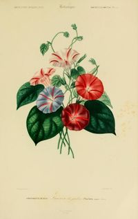 Atlas: v. 3, Ed. 2 - Zoologie, Botanique, Astronomie & Meteorologie - Dictionnaire universel d'histoire naturelle résumant et complétant tous les faits présentés par les encyclopédies,... / - Biodiversity Heritage Library