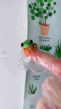 🐸🐸follow @ecosenpai❗ because you want more👍🙌😍😅The best video about animals! funny animal videos | funny animal videos laughing hilarious | cute animal videos animal videoys | baby animals videos | wild animal videos | pet videos | funny and dog videos | animal videos funny dogs | videos animales | animals beautiful videos | animals aesthetic videos | animals friendship videos. #cuteanimalsvideos#cuteanimals#animalsvideos #funnyvideos#cutevideos#animallovers