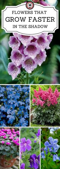 Top 10 Beautiful Shade-Loving Flowers | 10 Flowers That Grow Faster In The Shadow | Check out these 10 flowers that love full or partial shade.