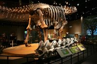 Dallas Alamosaurus