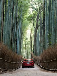 ゴル兄のマツダ アテンザに関するフォトギャラリー「Sagano Bamboo Grove」です。自動車情報は日本最大級の自動車SNS「みんカラ」へ！