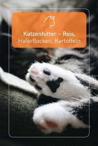 Gekochter Reis, Haferflocken oder gekochte Kartoffeln dürfen auch im Katzenfutter landen. Bei kohlenhydrathaltigen Lebensmitteln lautet die Regel: Weniger ist mehr!