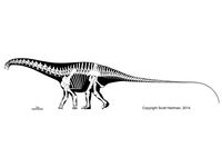Brontosaurus excelsus