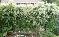 In October of 2009, someone on my gardening listserv was giving away a silver lace vine (polygonum aubertii), that was too vigorous for her ...