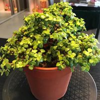 Conheça a suculenta Portulacaria afra, pequena e fácil de cuidar (Foto: Reprodução/Instagram @ao_thehobbyists)