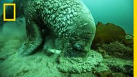 A Close Encounter With a Walrus | National Geographic - YouTube