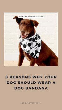 Are Bandanas Good for Dogs - 8 Reasons Why Your Dog Should Wear a Bandana - doglovers0001s Webseite!