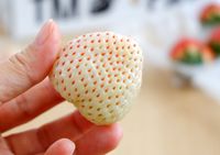 プレゼントにもおすすめ!佐賀県産のプレミアムな白いちご『天使のいちご』 | おうちごはん