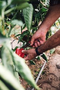 agricultor recogiendo pimientos para elaborar gazpacho murciano