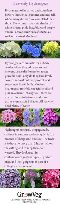Hydrangeas are so versatile and so easy to grow, love shade, add structure and are wonderful in dried flower arrangements. They look beautiful covered in frost and a good layer of mulch will see them through the most severe winters.