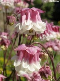 Looks just like a dress with a white petticoat underneath! This is perhaps the most charming of double bloom columbines. One of the few flowering plants that prefers part sun to full shade, Columbine is a delicate flower that produces multiple flowers in various colors. Because if it's shade loving quality, these also make for lovely house plants! These require either late fall/early winter sowing(45 degrees or less) for spring emergence or cold-moist stratification which involves simply placing