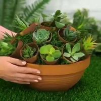 Checkout Wide Range of Succulent Pots and Planter and online by Clicking the Llink