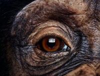 Chimpanzees and humans may share the same ability to empathise with other individuals by involuntarily matching their pupil size. The mimicry only appears to work between two humans or between two chimpanzees but not between species, suggesting the signalling reinforces social bonds within species.