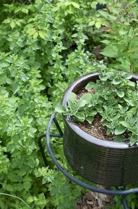 Oregano Plant Care - How to Grow & Maintain Oregano Plants | Kitchn