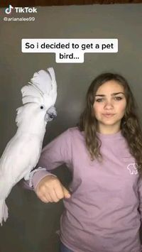 Funny parrots🐤🐦Follow @ecosenpai❗funny birds videos talking | talking birds videos parrots funny | talking birds videos animals | alking birds videos funny hilarious | flying birds video | cute bird videos | beautiful birds videos rare | beautiful birds videos colorful | singing birds video | dancing birds videos | love birds videos | birds photography | birds photography black and white | birds photography flying nature | birds art#bird#birds#babybirds#birdsvideos#birdfunny