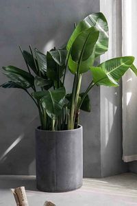 The Houseplant You Need in Your Home, Based on Your Zodiac Sign #purewow #flowers #gardens #home