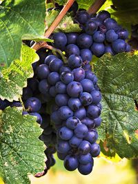 Luscious Grape Cluster Art Print by Marion McCristall. All prints are professionally printed, packaged, and shipped within 3 - 4 business days. Choose from multiple sizes and hundreds of frame and mat options.