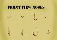 Front View Noses by Kira09kj on DeviantArt