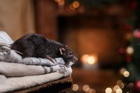 What Scent Will Keep Mice Away? (7 Smells Mice Hate)