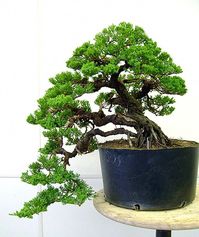 juniperafter #AboutTheBonzaiTree