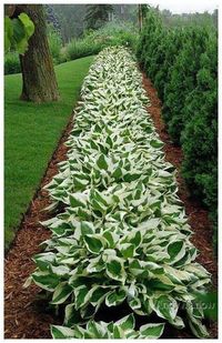 Tips, tactics, as well as quick guide in pursuance of receiving the ideal end result as well as attaining the maximum utilization of Mulch Landscaping
