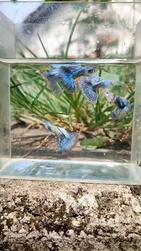Credit/Source 📸 : instagram.com/guppybalifarm #ikanguppy #guppy #ikanhias #guppyfish #guppypond #guppycare #guppylovers #ikanhias