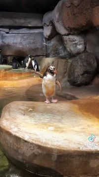 Penguin din 🐧🐧🐧😅@ecosenpai❗The best video about animals! animals cute | funny animals | babie animals | adorible animals | animals funny | hilarious animals | funny animal videos | funny animal videos can't stop laughing hilarious | cute animal videos animal videoys | baby animals videos | wild animal videos | pet videos | funny and dog videos | animal videos funny dogs | videos animales | | animals aesthetic videos | animals friendship videos. #animal#animals#videos#cute#funny