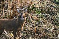 The sangai. Photo: Ramki Sreenivasan/Conservation India