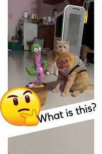 Confused CAT😅 😅😅@ecosenpai❗ animals cute | funny animals | babie animals | adorible animals | animals funny | hilarious animals | funny animal videos | funny animal videos can't stop laughing hilarious | cute animal videos animal videoys | baby animals videos | wild animal videos | pet videos | funny and dog videos | animal videos funny dogs | videos animales | animals aesthetic videos | animals friendship videos #animal#animals#videos#cute#funny